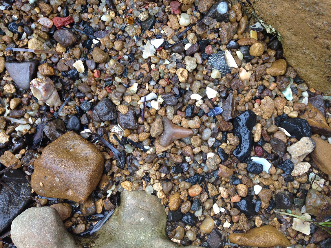 Kids fossicking for shark teeth on the cliffs at Beaumaris Bay fossil site